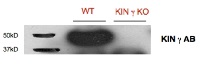AKING1 | SNF1-related protein kinase regulatory subunit gamma 1 in the group Antibodies Plant/Algal / Plant Developmental Biology / Plant Signal Transduction at Agrisera AB (Antibodies for research) (AS09 613)